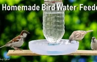 (ویدئو) نحوه ساخت یک دانخوری و آبخوری ساده برای پرندگان