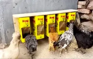 (ویدئو) یک ایده جالب برای ساخت دانخوری مرغ با استفاده از قوطی حلبی روغن
