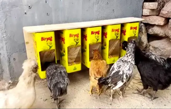 (ویدئو) یک ایده جالب برای ساخت دانخوری مرغ با استفاده از قوطی حلبی روغن