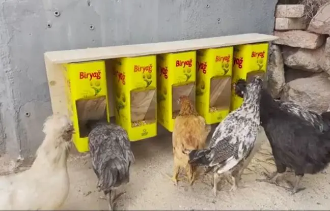 (ویدئو) یک ایده جالب برای ساخت دانخوری مرغ با استفاده از قوطی حلبی روغن