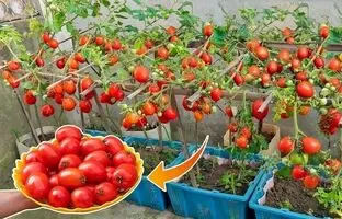 (ویدئو) یک روش آسان برای کشت و برداشت گوجه در خانه با کمک سبد پلاستیکی