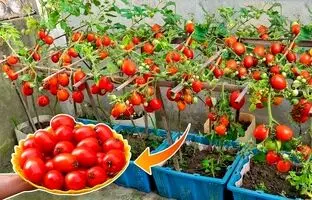 (ویدئو) یک روش آسان برای کشت و برداشت گوجه در خانه با کمک سبد پلاستیکی