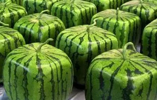 (ویدئو) یک روش آسان برای پرورش «هندوانه مربعی» در تراس خانه