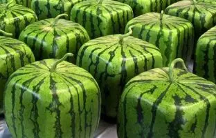(ویدئو) یک روش آسان برای پرورش «هندوانه مربعی» در تراس خانه