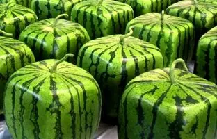 (ویدئو) یک روش آسان برای پرورش «هندوانه مربعی» در تراس خانه