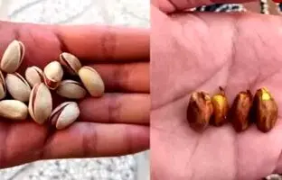 (ویدئو) نحوه کاشت درخت پسته از دانه های خام پسته!
