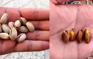 (ویدئو) نحوه کاشت درخت پسته از دانه های خام پسته!