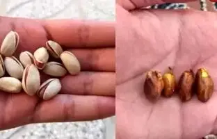 (ویدئو) نحوه کاشت درخت پسته از دانه های خام پسته!