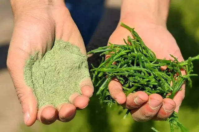 طرز تهیه نمک سبز طعم دار برای انواع غذا و سس