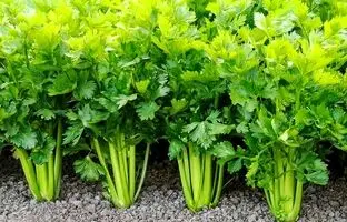 چگونه کرفس را بدون نیاز به خاک و با لوله پلیکا در خانه کشت و برداشت کنیم؟