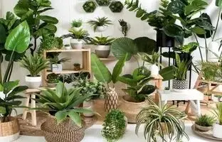 شرایط نگهداری گیاه زامیفولیا ، پوتوس ، گندمی ، سانسوریا