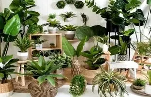 شرایط نگهداری گیاه زامیفولیا ، پوتوس ، گندمی ، سانسوریا