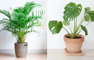افزایش طول عمر گیاهان با وایتکس!