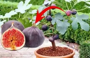 به همین سادگی و با کمترین وسایل در خانه انجیر بکارید + فیلم آموزشی