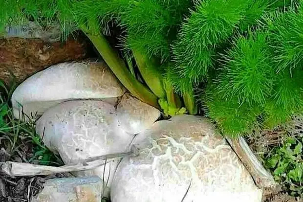کدام قارچ های موجود در طبیعت خطرناک و سمی هستند؟