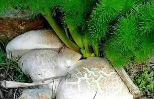 کدام قارچ های موجود در طبیعت خطرناک و سمی هستند؟