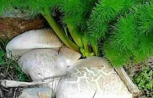 کدام قارچ های موجود در طبیعت خطرناک و سمی هستند؟