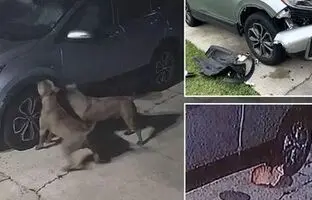 (ویدئو) سگ ها به خاطر گربه یک ماشین را نابود کردند‌