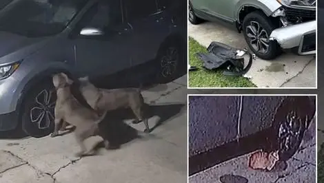 (ویدئو) سگ ها به خاطر گربه یک ماشین را نابود کردند‌