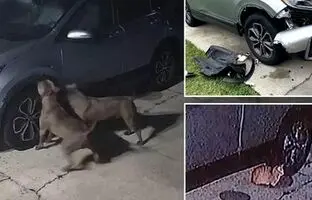 (ویدئو) سگ ها به خاطر گربه یک ماشین را نابود کردند‌