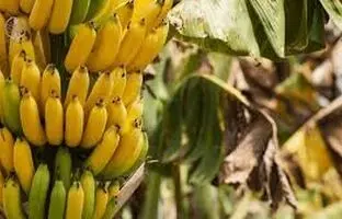 چگونه با ساقه خوشه موز در خانه درخت موز پرورش دهیم + فیلم
