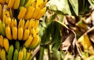 چگونه با ساقه خوشه موز در خانه درخت موز پرورش دهیم + فیلم