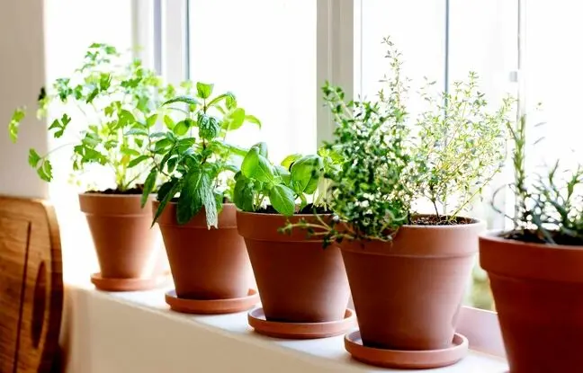 چجوری توی خونه سبزی بکاریم؟ کاشت 12 سبزی خوراکی در منزل