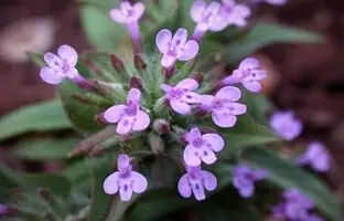 خواص گیاه کاکوتی و کاربرد دارویی آن + طبع و عوارض