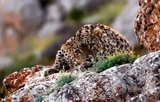 (ویدئو) چشم در چشم با پلنگ ایرانی در پارک ملی گلستان