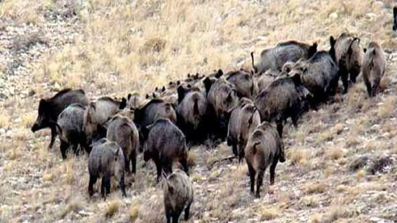 (ویدئو) گله گراز در منطقه حفاظت شده جنگل ابر شاهرود