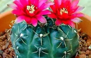 پرورش و نگهداری کاکتوس چانه یا همان ژیمنوکالیسیم