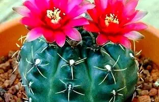 پرورش و نگهداری کاکتوس چانه یا همان ژیمنوکالیسیم