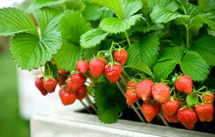 چگونه با بطری های پلاستیکی در بالکن توت فرنگی کشت و برداشت کنیم + فیلم آموزشی