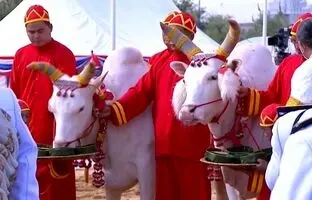 (ویدئو) مراسم شخم سلطنتی