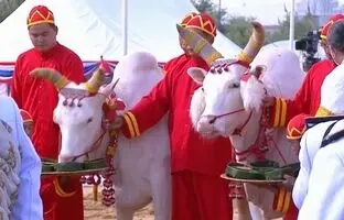 (ویدئو) مراسم شخم سلطنتی