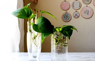 رطوبت پتوس رو چجوری تامین کنیم؟