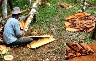 (ویدئو) فیلمی از نحوه ی برداشت محصول از درخت دارچین