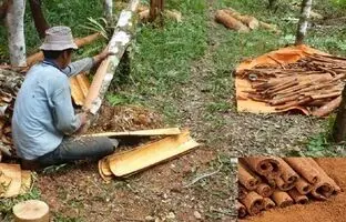 (ویدئو) فیلمی از نحوه ی برداشت محصول از درخت دارچین