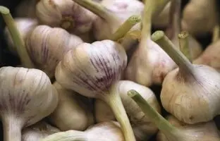 همه چیز درباره کاشت سیر در گلدان + آموزش و نکات مهم