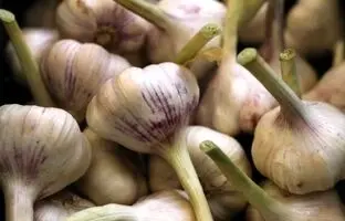 همه چیز درباره کاشت سیر در گلدان + آموزش و نکات مهم