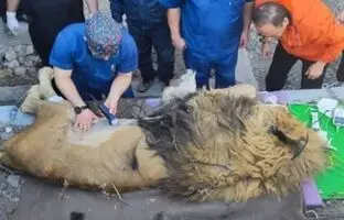 علت مرگ شیرِ خبرساز باغ‌وحش مشهد فاش شد