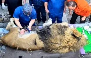 علت مرگ شیرِ خبرساز باغ‌وحش مشهد فاش شد