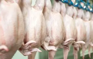 قیمت گوشت مرغ، امروز سه شنبه ۲۵ اردیبهشت ۱۴۰۳