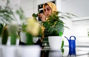 ۱۵ گیاه آپارتمانی که در آشپزخانه خوب رشد می‌کنند به همراه نکات نگهداری