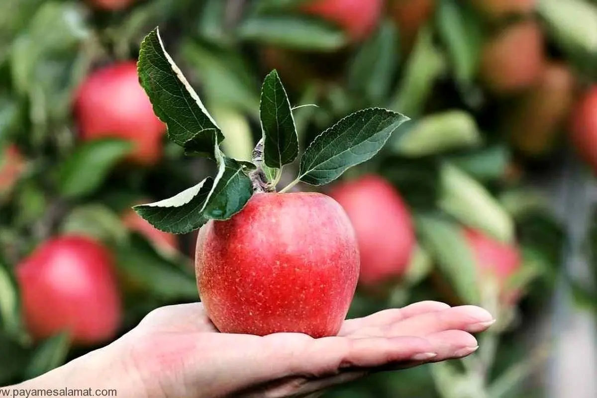 این میوه سرشار از منیزیم ریه شما را نجات می دهد