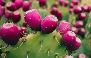 (ویدئو) نمای نزدیک از فرآیند پرورش میوه اژدها و میوه کاکتوس در بیابان