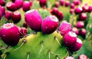 (ویدئو) نمای نزدیک از فرآیند پرورش میوه اژدها و میوه کاکتوس در بیابان