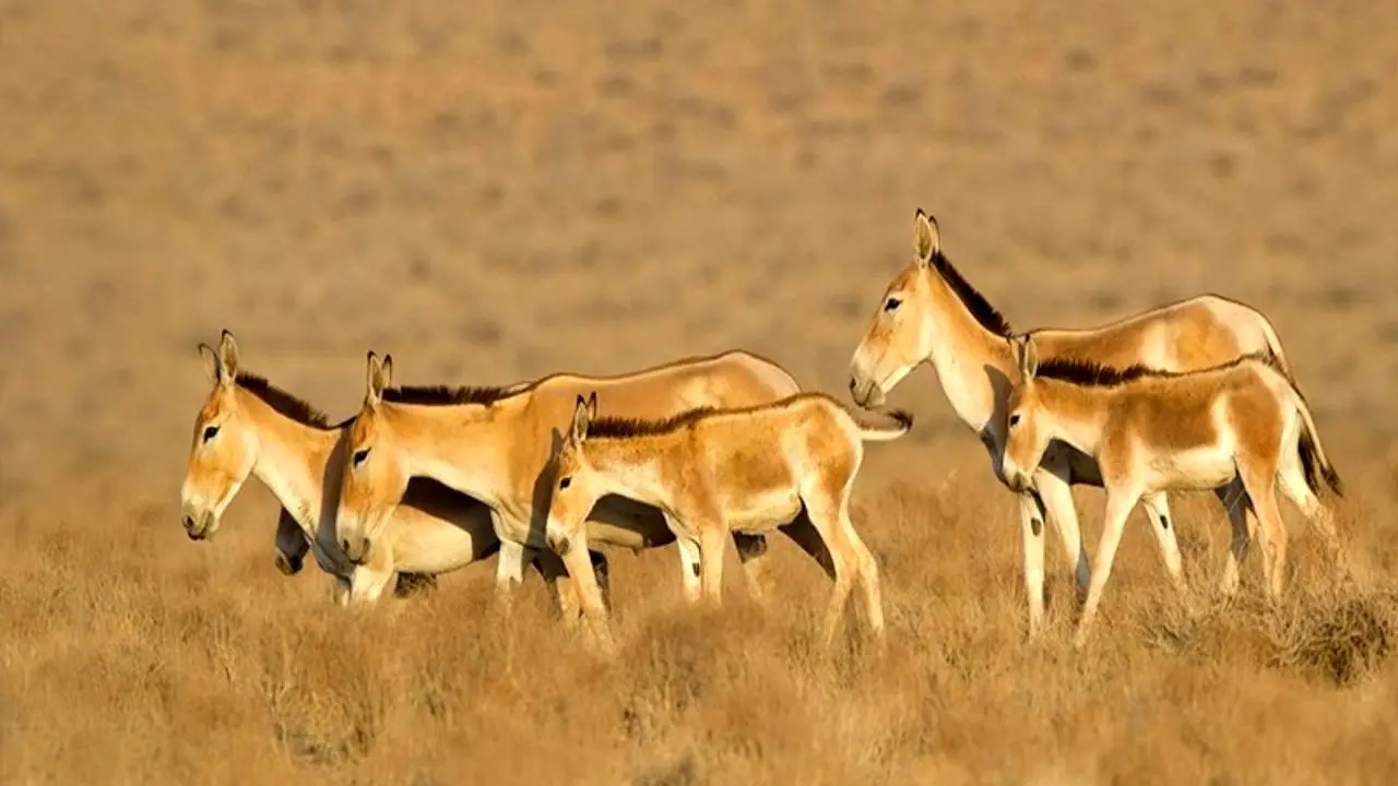 (ویدئو) تصاویر زیبا و بامزه از تولد اولین گورخر ایرانی