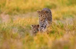 (ویدئو) فیلمی از عبور پلنگ و توله هایش از جاده یاسوج