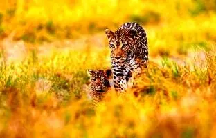 (ویدئو) فیلمی از عبور پلنگ و توله هایش از جاده یاسوج